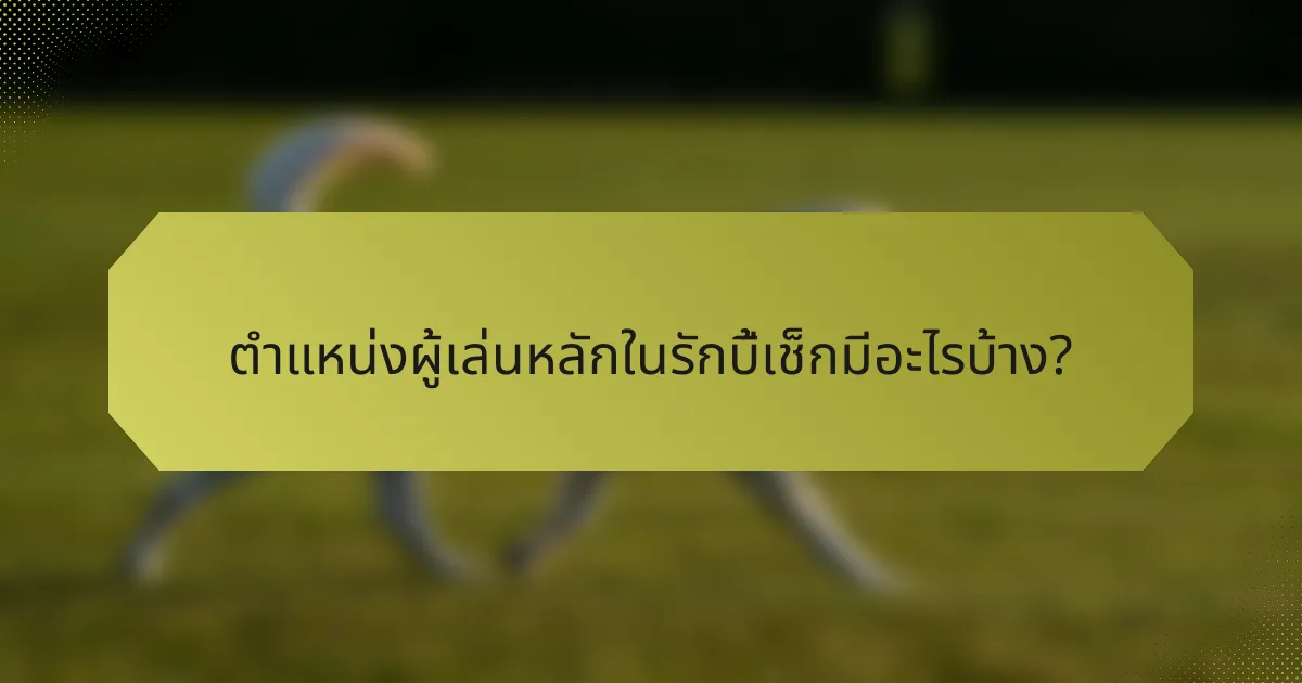 ตำแหน่งผู้เล่นหลักในรักบี้เช็กมีอะไรบ้าง?